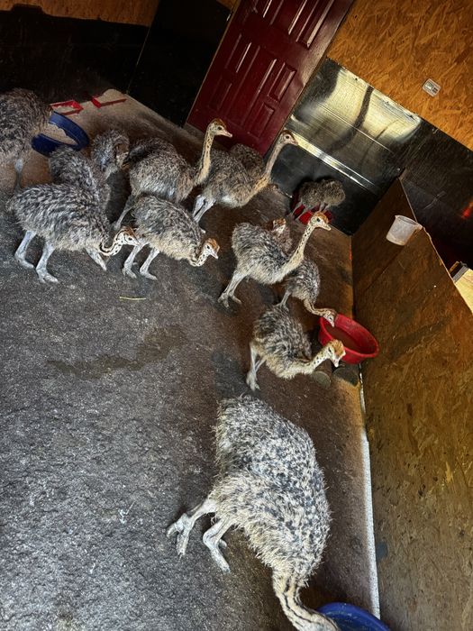 Pui de strut de vanzare