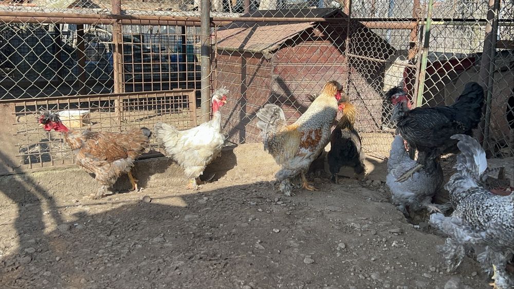 Cocosi si gaini motate, incaltate, gat golas