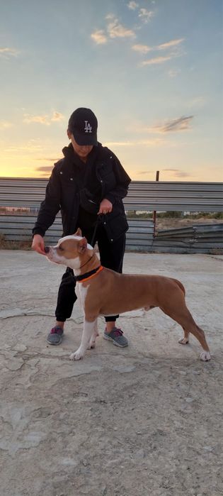 Ищем невесту для стаффа