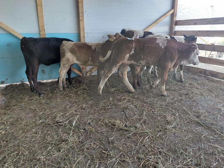 Vând 6 masculi și 1 femela intarcati