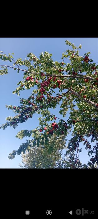 Короли сотилади арзон нархларда