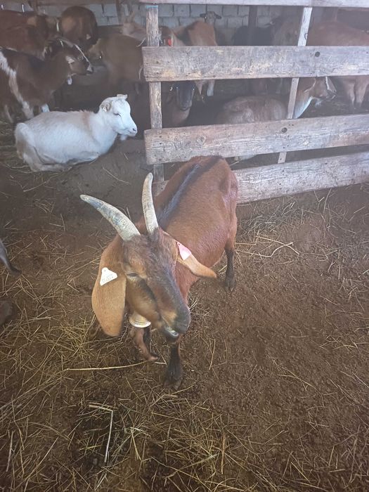 Capra fătată recent