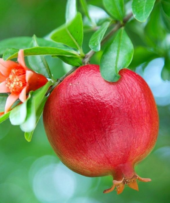 Pomi Exotici (Rodie )