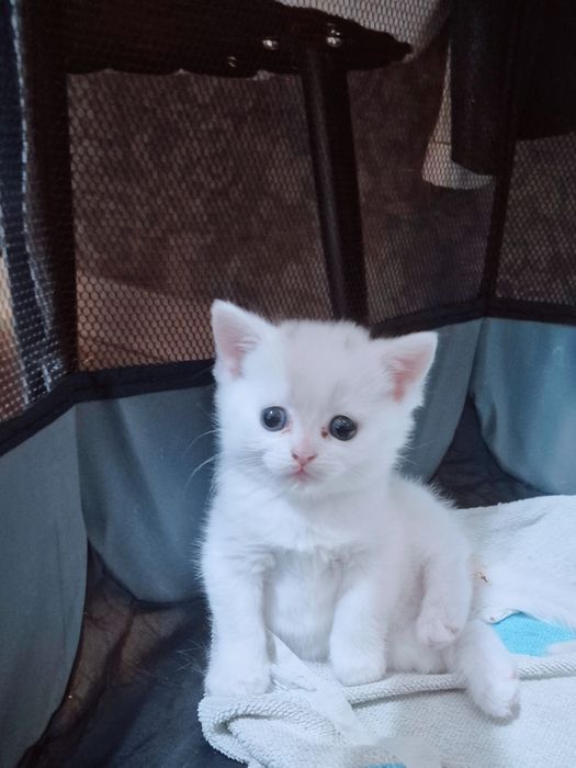 Котята шиншилла шотландские