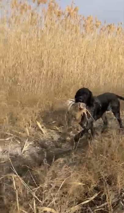 Продам дратхаара