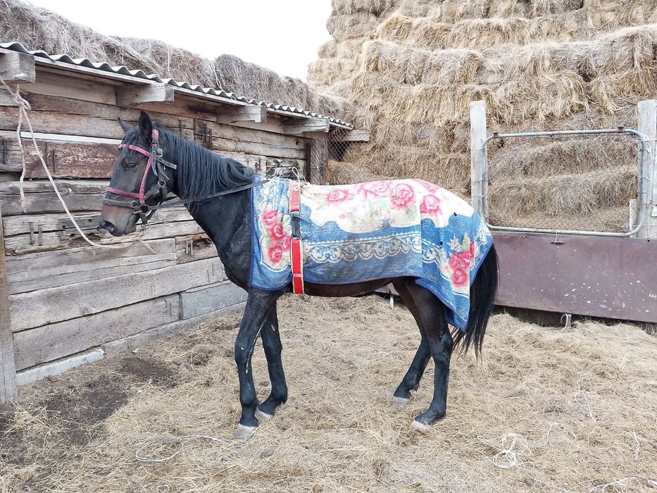 4 жасар сатылады