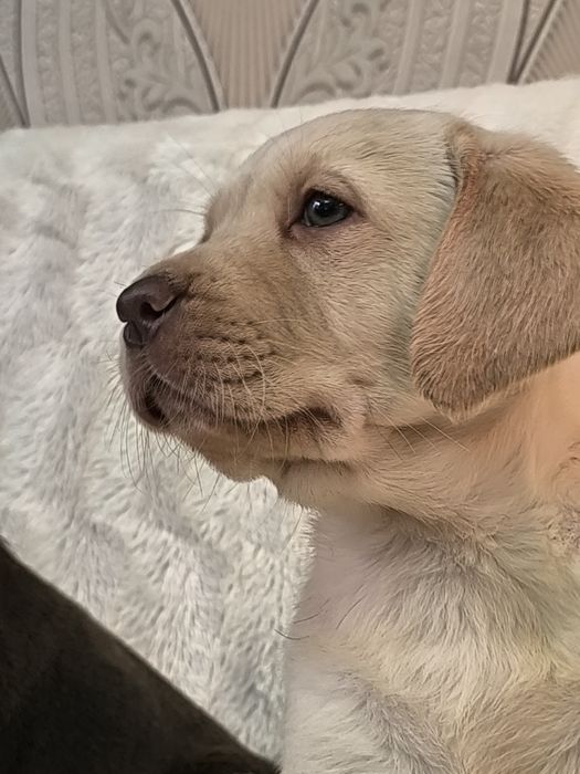 Красивые детки лабрадора ретривера