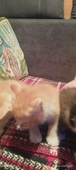 Отдам котят в хорошие руки