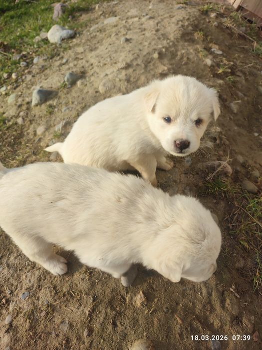 Щенки в добрые руки