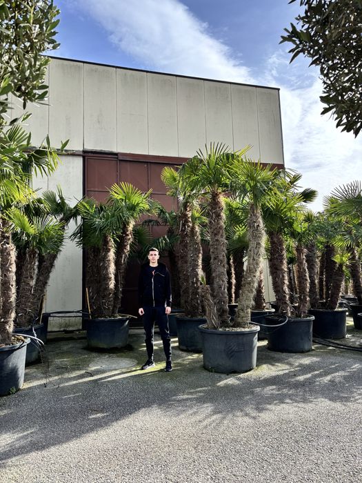 Palmieri trachycarpus fourtunei toate marimile  rezistenti la inghet