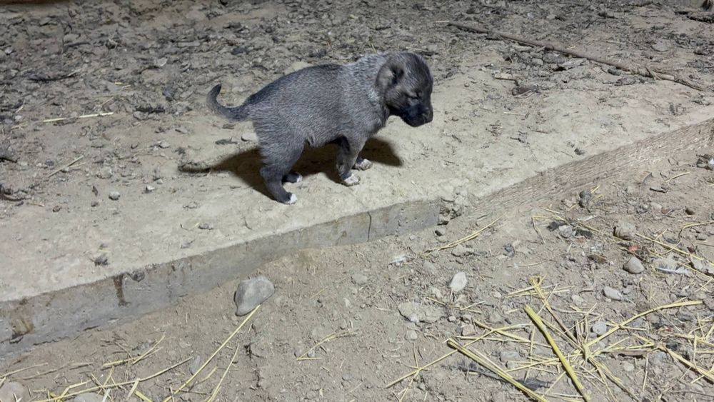 Кангал болалари сотилади ургочилари колган