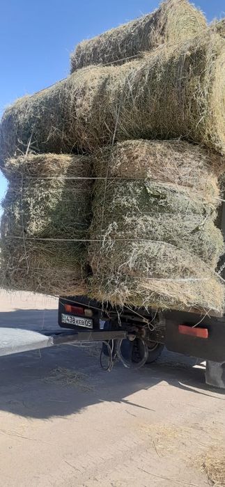 сено жоношка урлон жоношка сатамын урлон