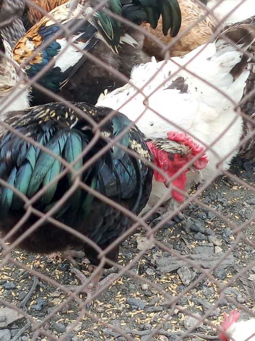 Продам петухов разных пород