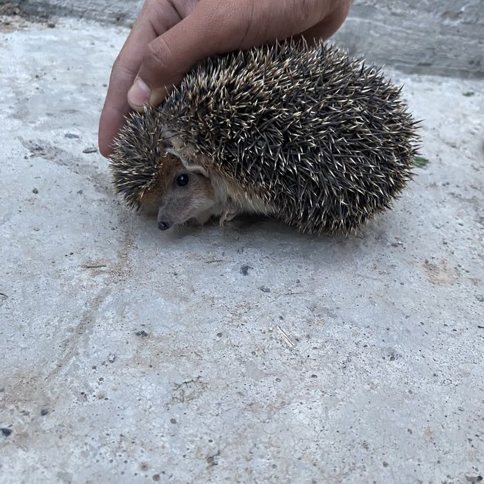 Кірпі.  сатылады