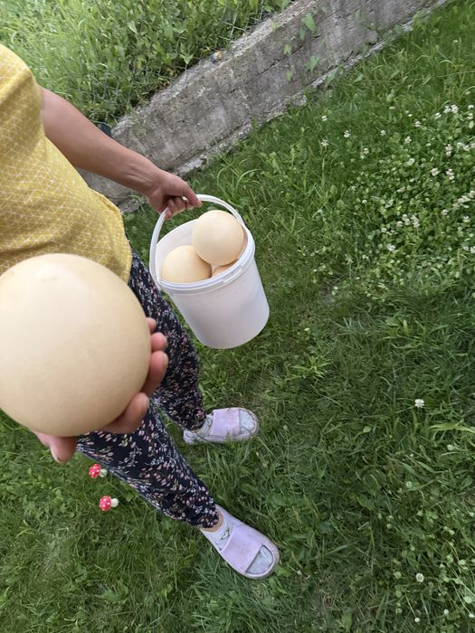Vand oua de strut proaspete pt consum