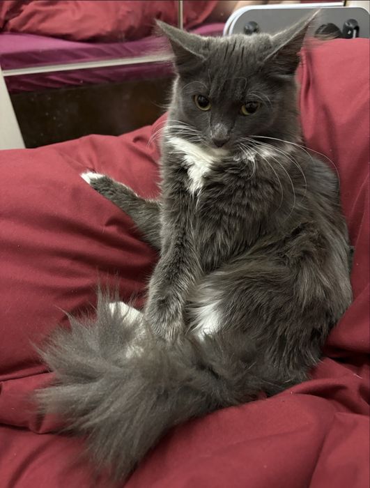 Отдам красивую кошку девочку