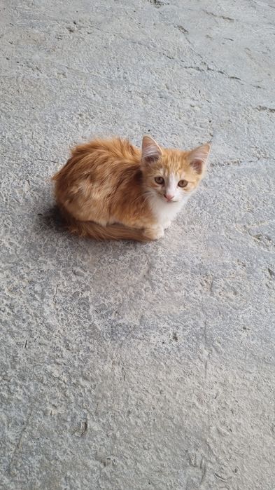 Котята мальчики бесплатно