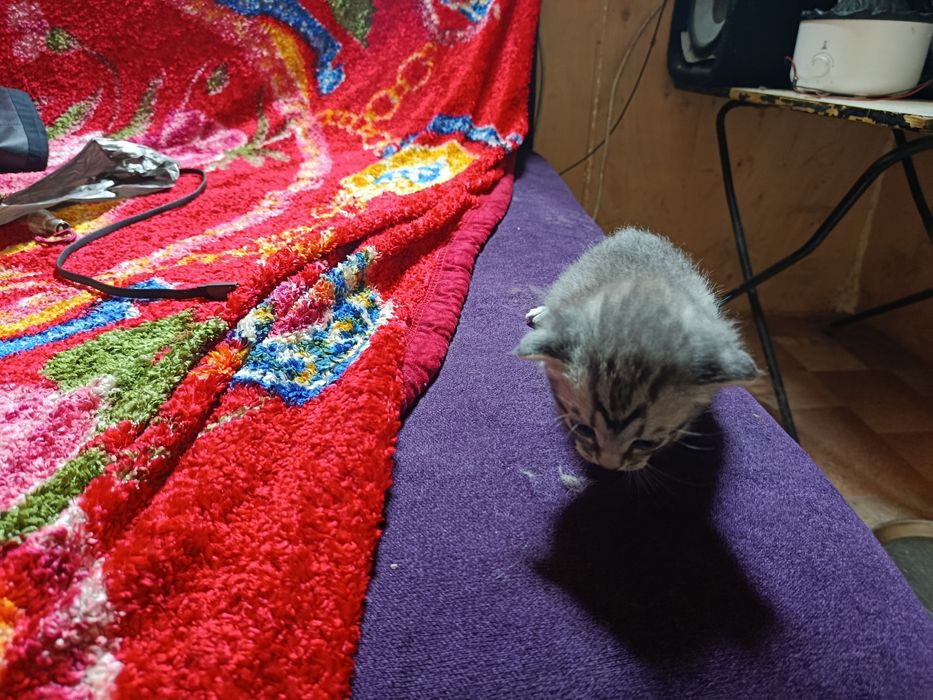 Продаются веслоухие котята