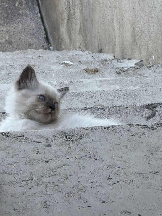Котята в надежные руки