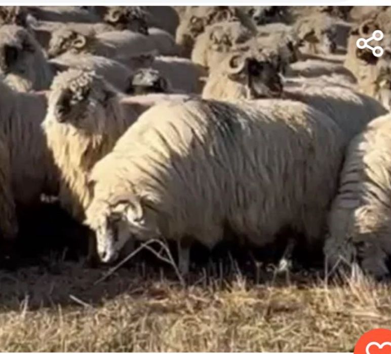 De vânzare,150 de oi tinere,Bucalai, crescute la munte , zona Sibiului