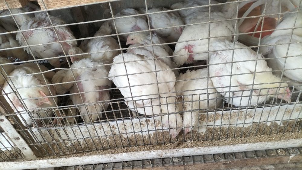 Броллы Кобб 500 месячные