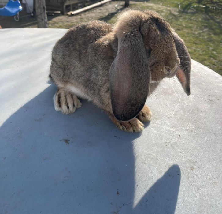 Vând iepuri de rasă