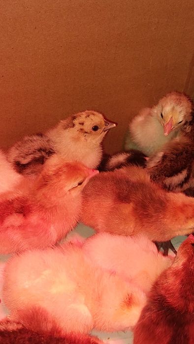Продаю недельных цыплят