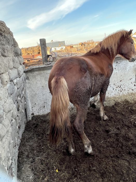 Продается донен