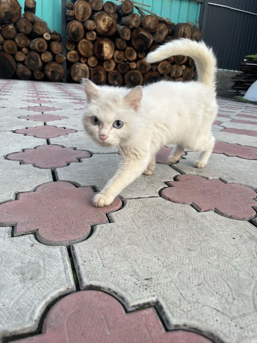 Голубоглазый Кот Кошка