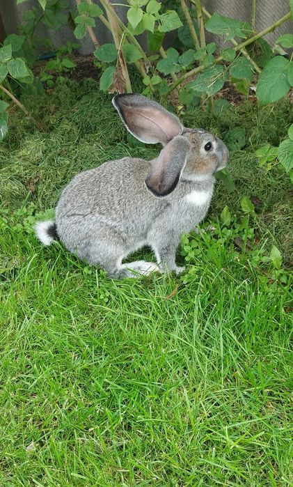 Продам кроликов.