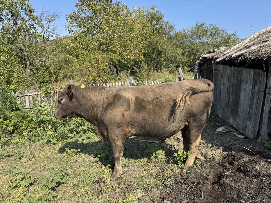 Tauri de vanzare judetul Buzau