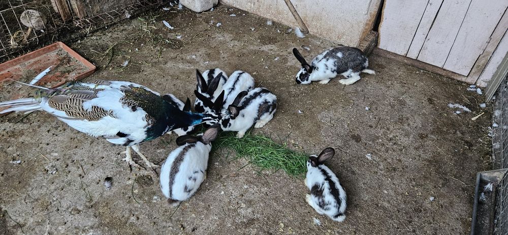 Pui de fluture german