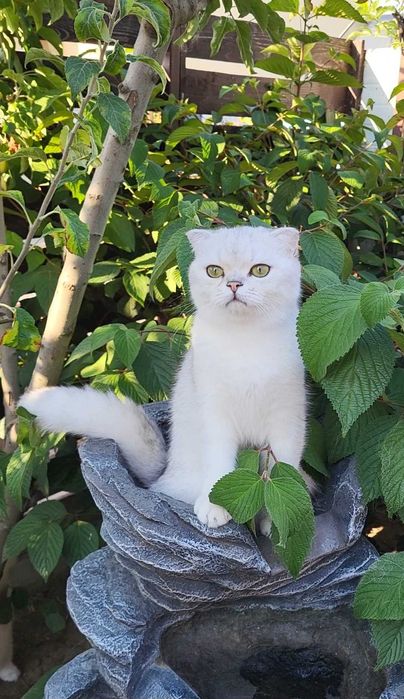 Baiat superb scottish fold cu pedigree