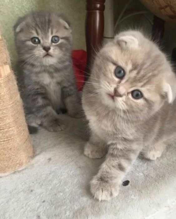 Красивенькие Котята