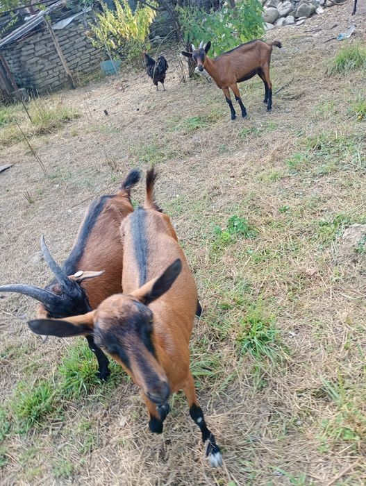 Vând capra alpin francez ciută