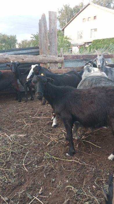 Продам коз вместе с козлятами