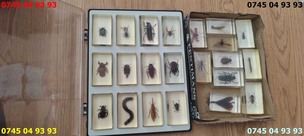 insecte in rasina deagostini 22 buc pret pe toate