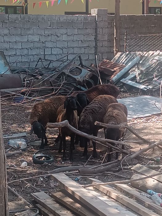 Кой койлар сатылады семиз