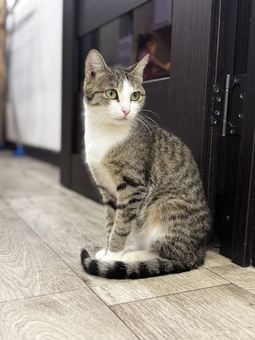 Кошка приносящая счастье