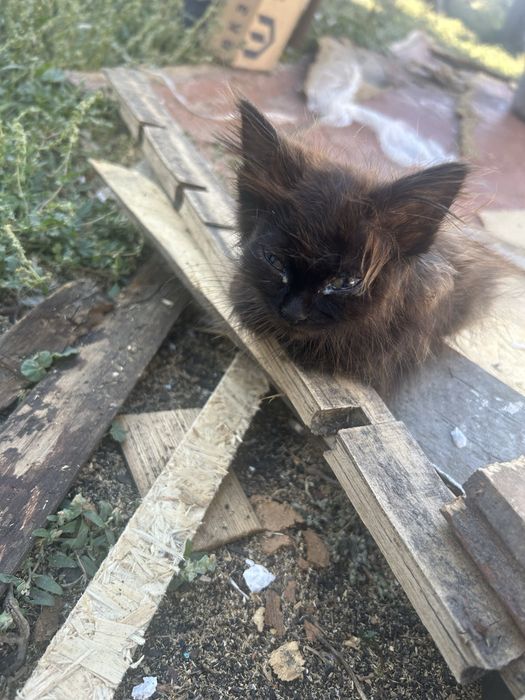 Отдам котят в добрые руки