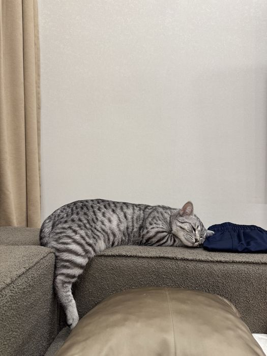 Отдаю кота в добрые руки