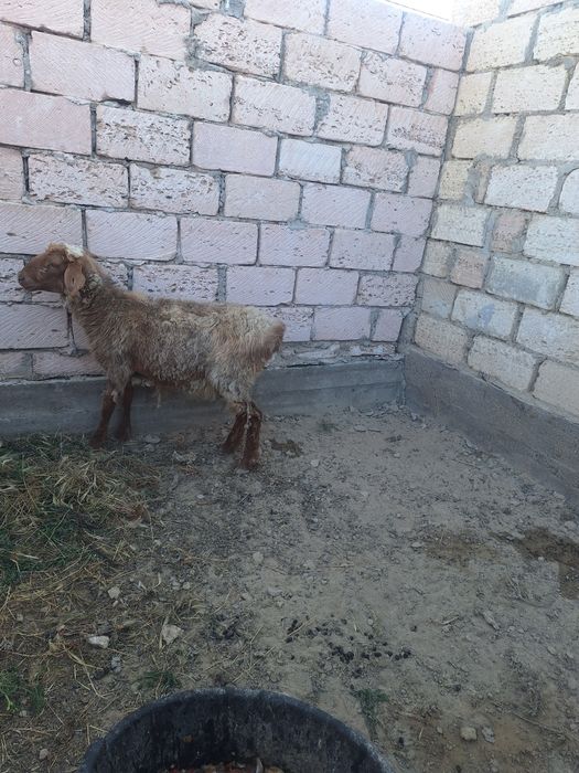 Қой сатылады жемделіп тұр