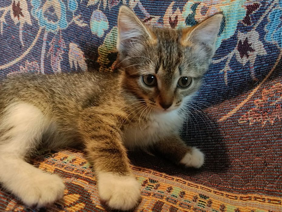 Отдам котят в хорошие руки