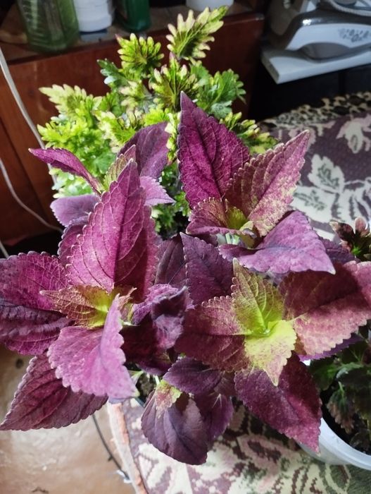 Срезики колеусов недорого