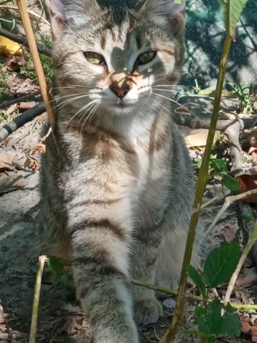 Котята ищут дом