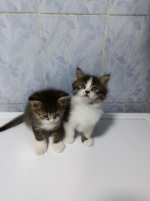 Продаются котята