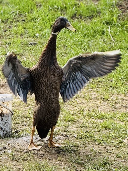 Vand  rate indiene alergatoare la reducere