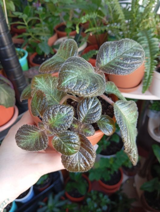 Продам комнатные растения