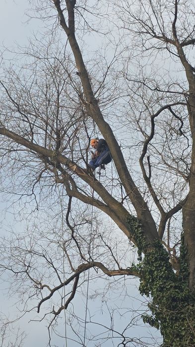 Toaletări Copaci Înălți | Tăieri Controlate | Rapid