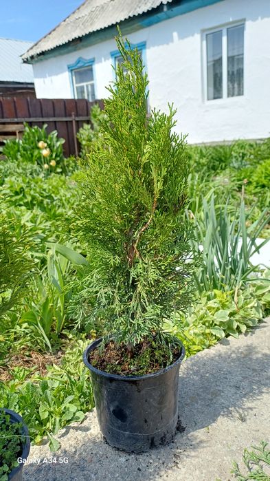 Туи Смарагд  Брабант